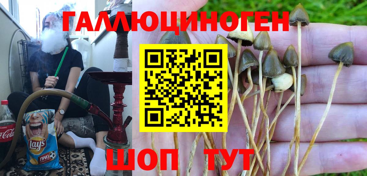 хочу наркоту  Вход с VPN  Галлюциногенные грибы мицелий  Красноярск  Галлюциногенные грибы Psilocybine cubensis 